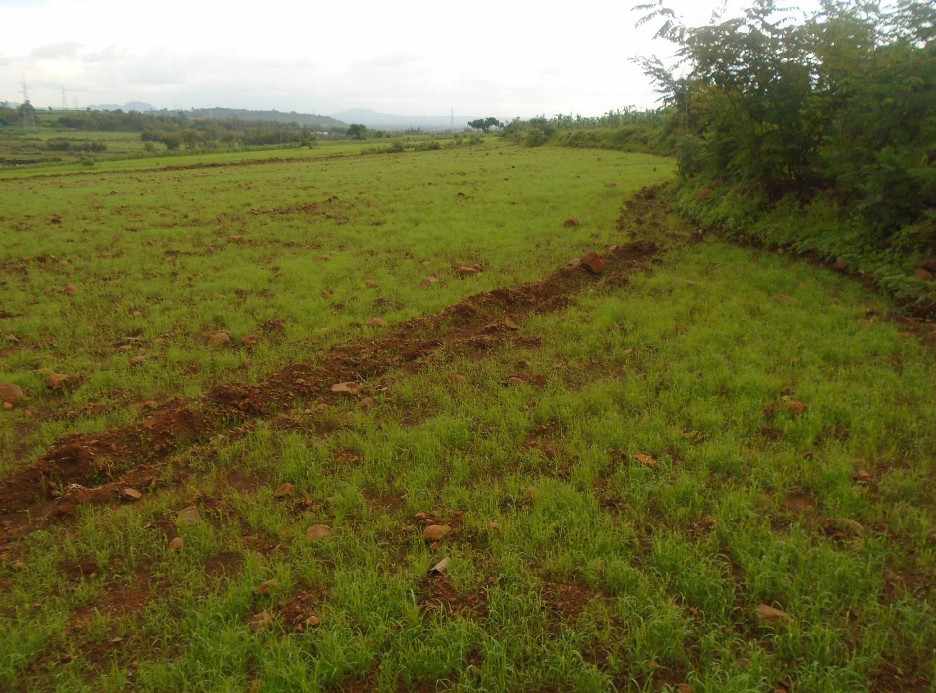 Research on teff
