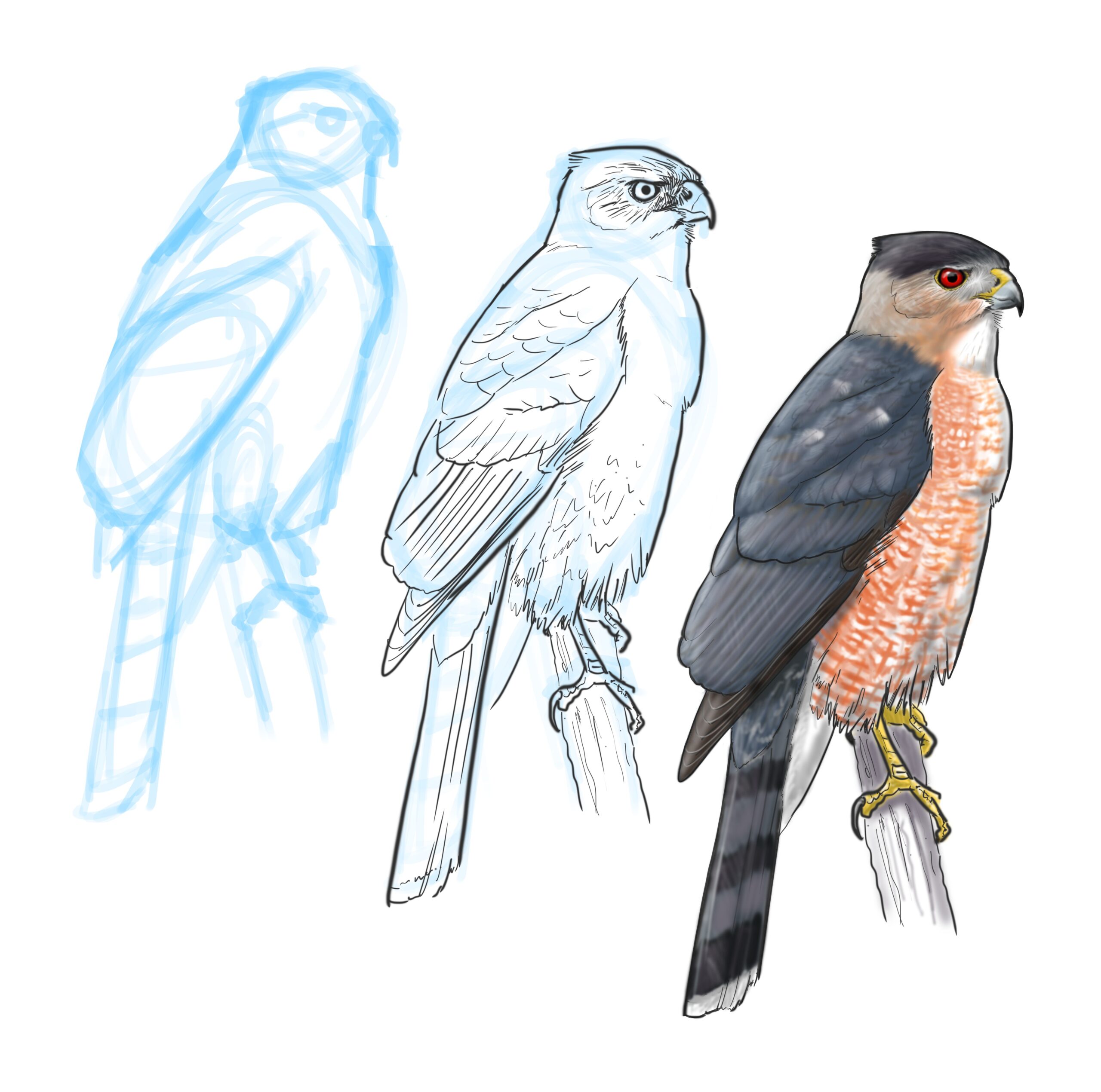 Coopers Hawk series