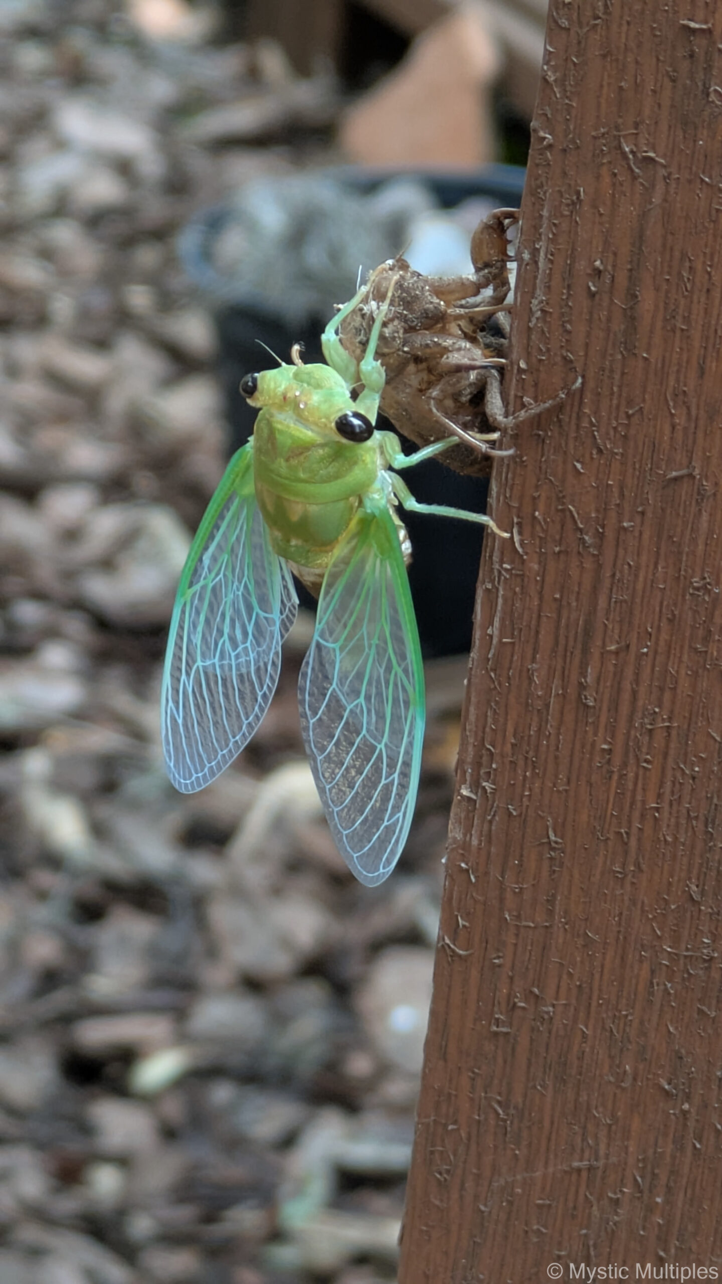 A newly emerged dog day cicada resting on a post after molting.
