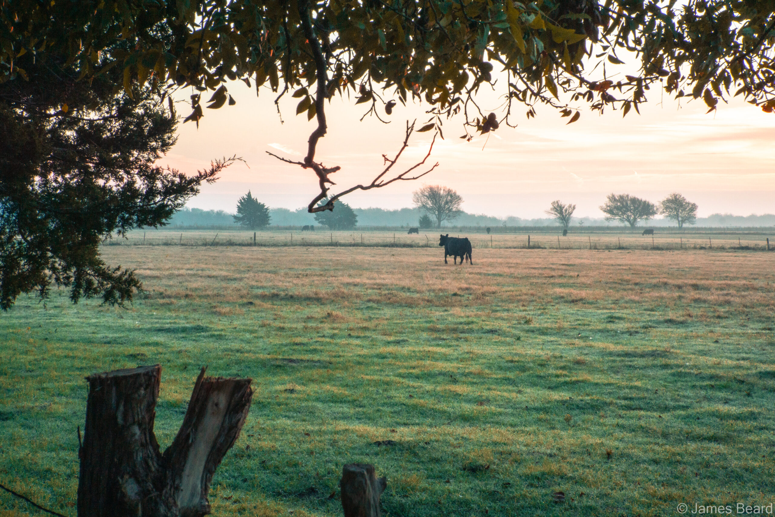 November pasture in Texas with a lone black cow