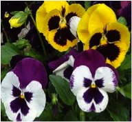 time to plant pansies-https://www.jandnfeedandseed.com