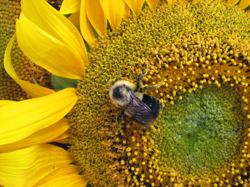 sunflower2008