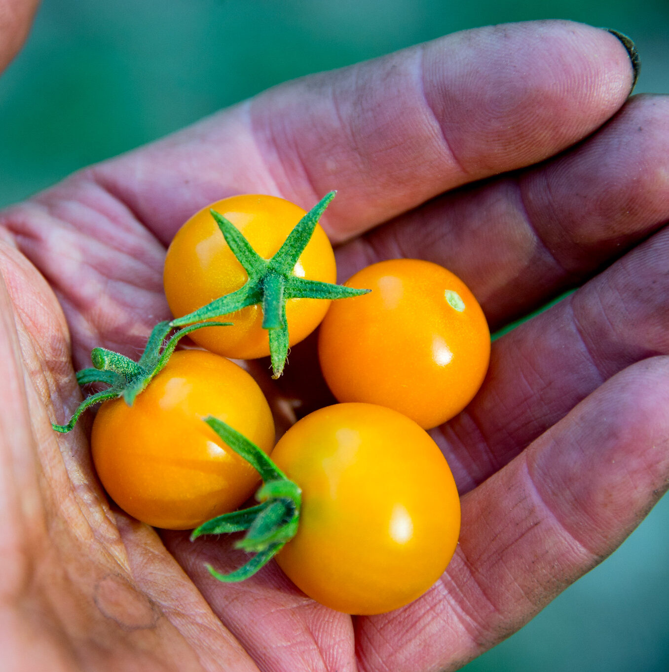 Tomate cerise orange variété Sunsugar Coop Pied de céleri