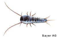 Silberfischchen - Wiktionary