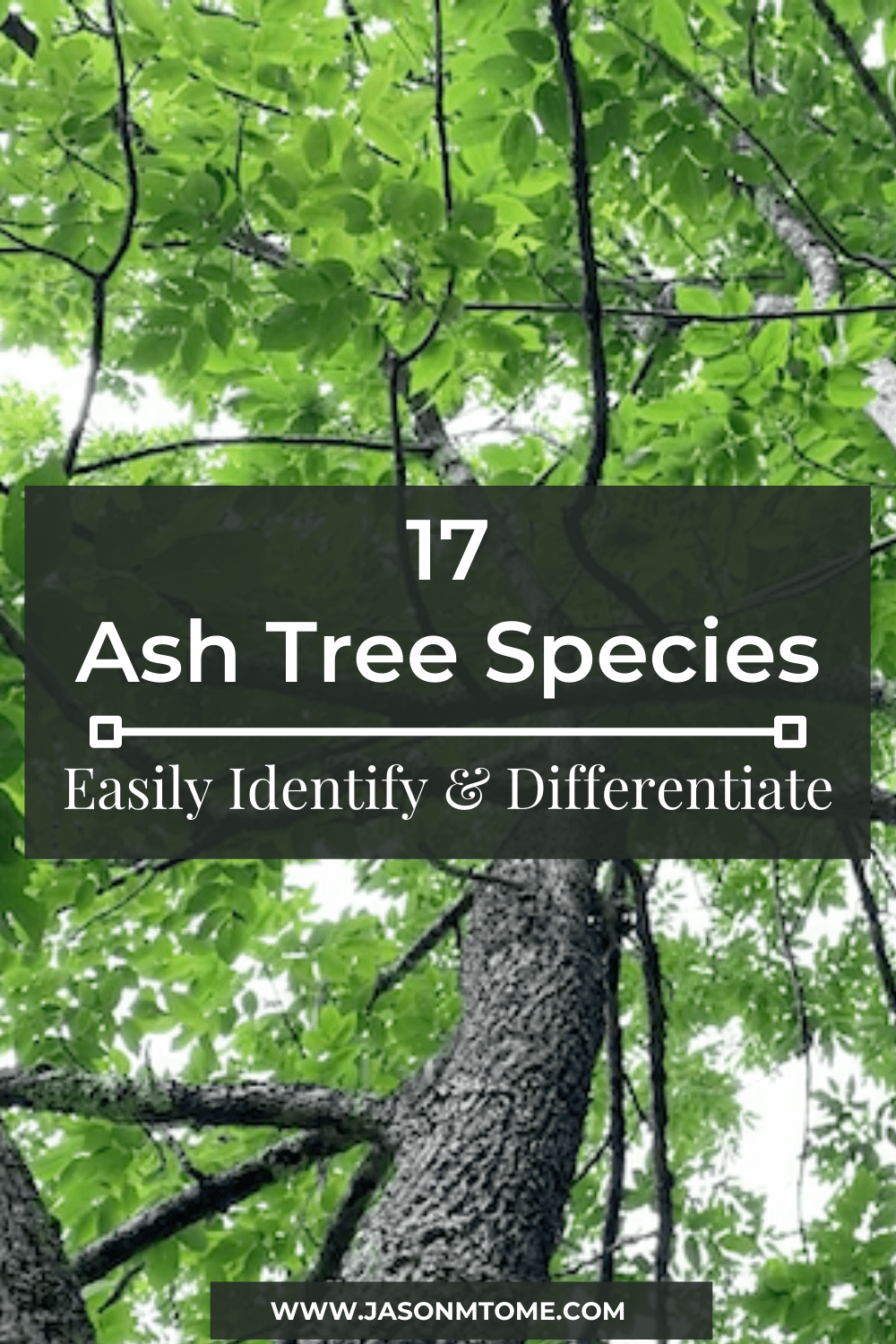Steve nix is a member of the society of american foresters and a former forest resources analyst for the sta. 17 Ash Tree Species How To Easily Identify Differentiate Ash Trees
