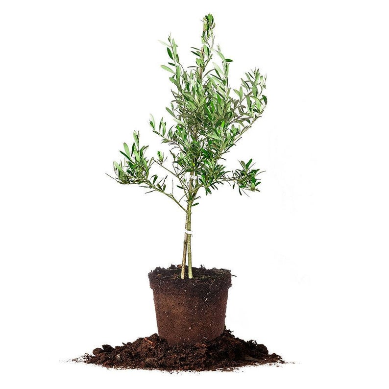 GardenGoodsDirect2