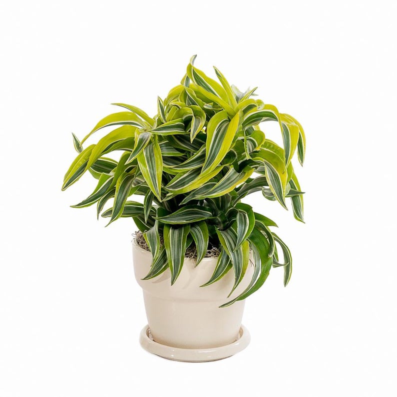 GardenGoodsDirect4