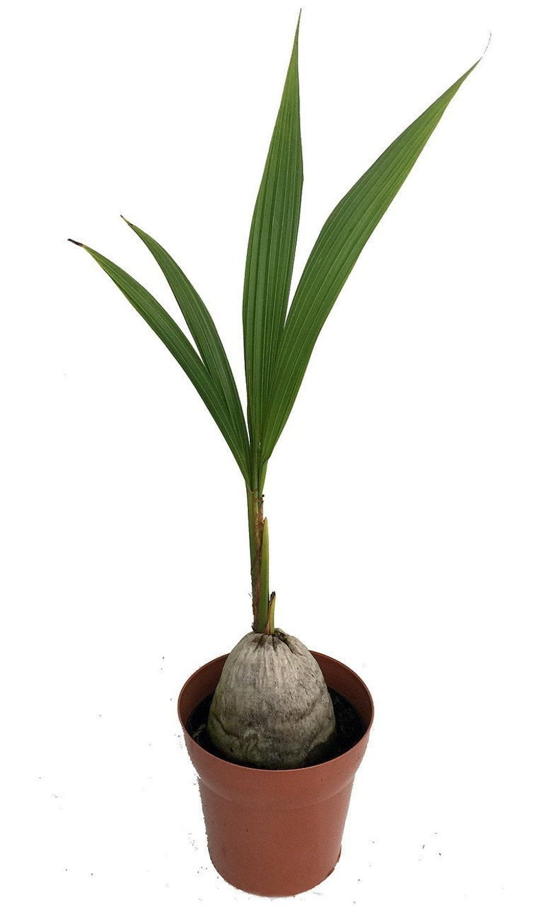 GardenGoodsDirect5