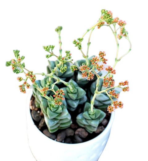 SolSucculents4