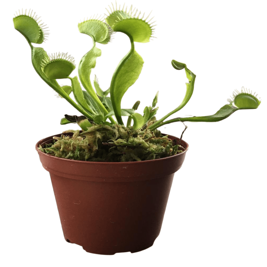 Dionaea muscipula 'Venus Flytrap'