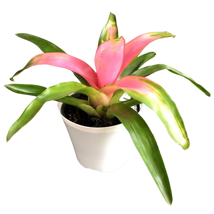 Bromeliad Neoregelia ‘Cotton Candy’ (JDM)