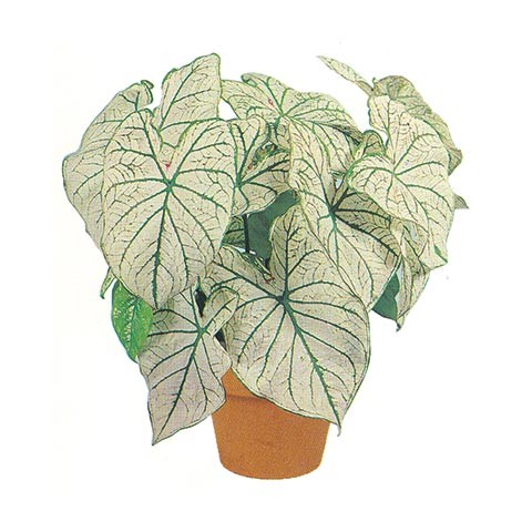 Caladium ‘Candidum’ ‘White Angel Wings’