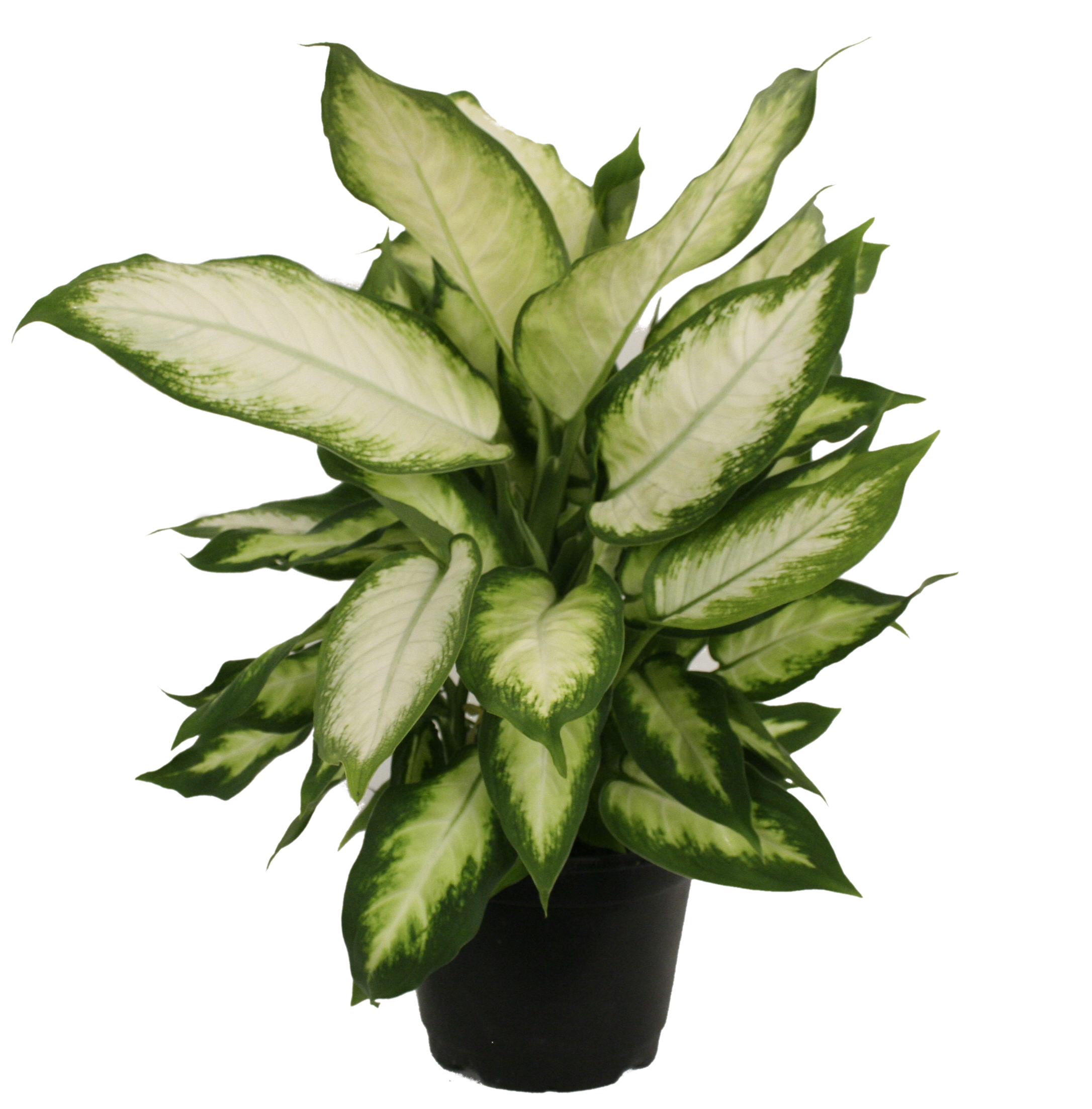Dieffenbachia ‘Camille’