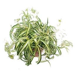Chlorophytum Bonnie ‘Curly Spider Plant’