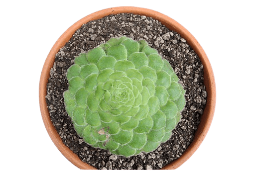 Aeonium 'Dinner Plate'