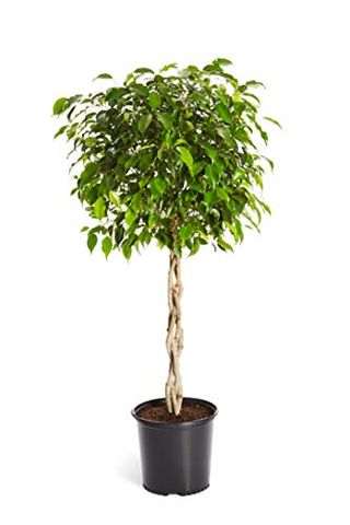 Ficus benjamina 'Midnight'