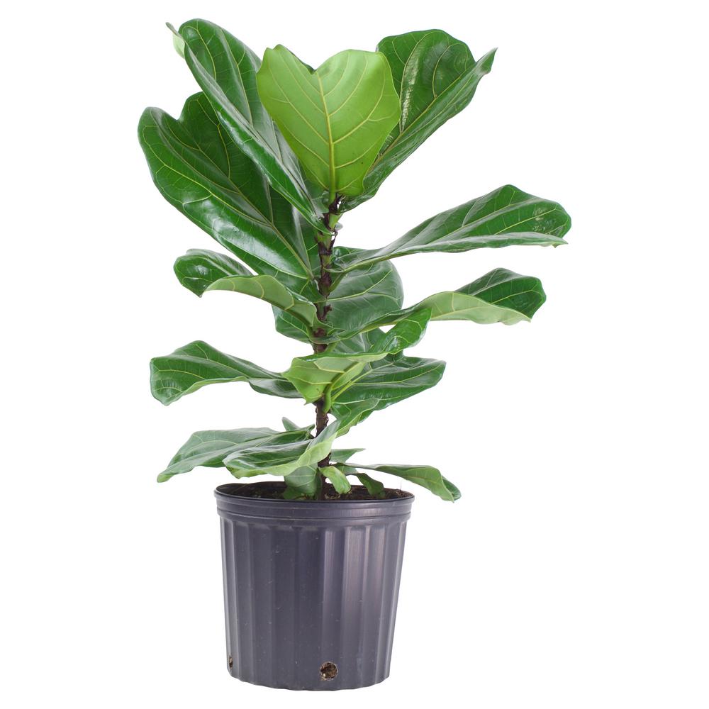 Ficus lyrata ‘Fiddle Leaf Fig’