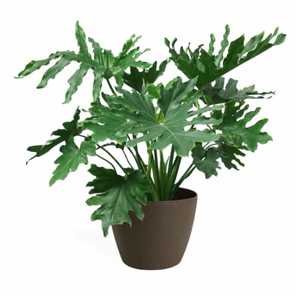 Philodendron selloum 'Hope'
