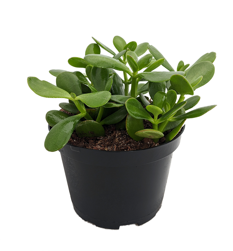 Crassula ovata 'Jade Plant'