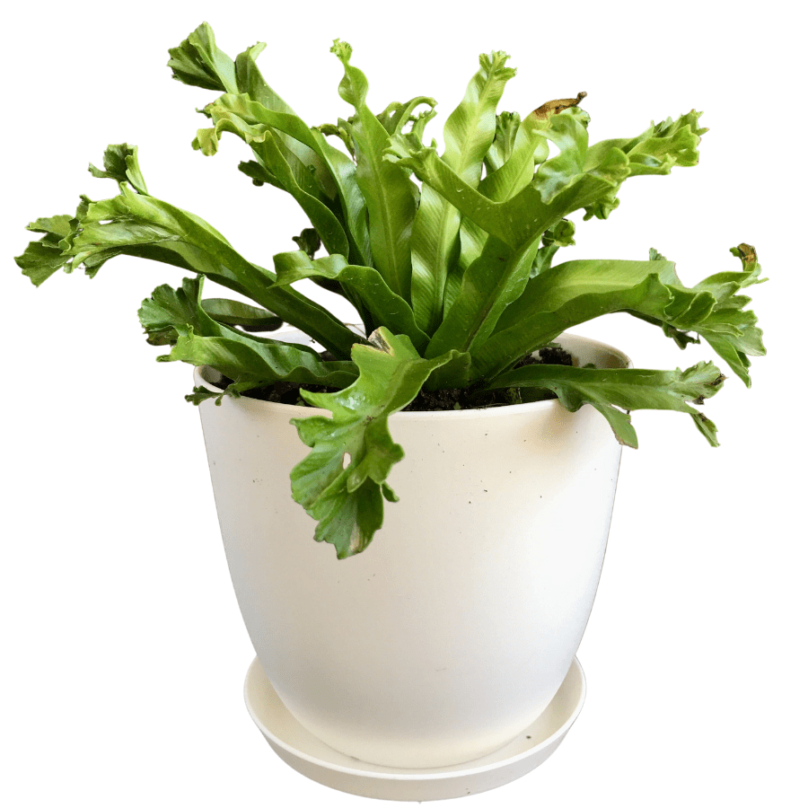 Asplenium antiquum ‘Crested (Crissie) Bird’s Nest Fern’ (JDM)