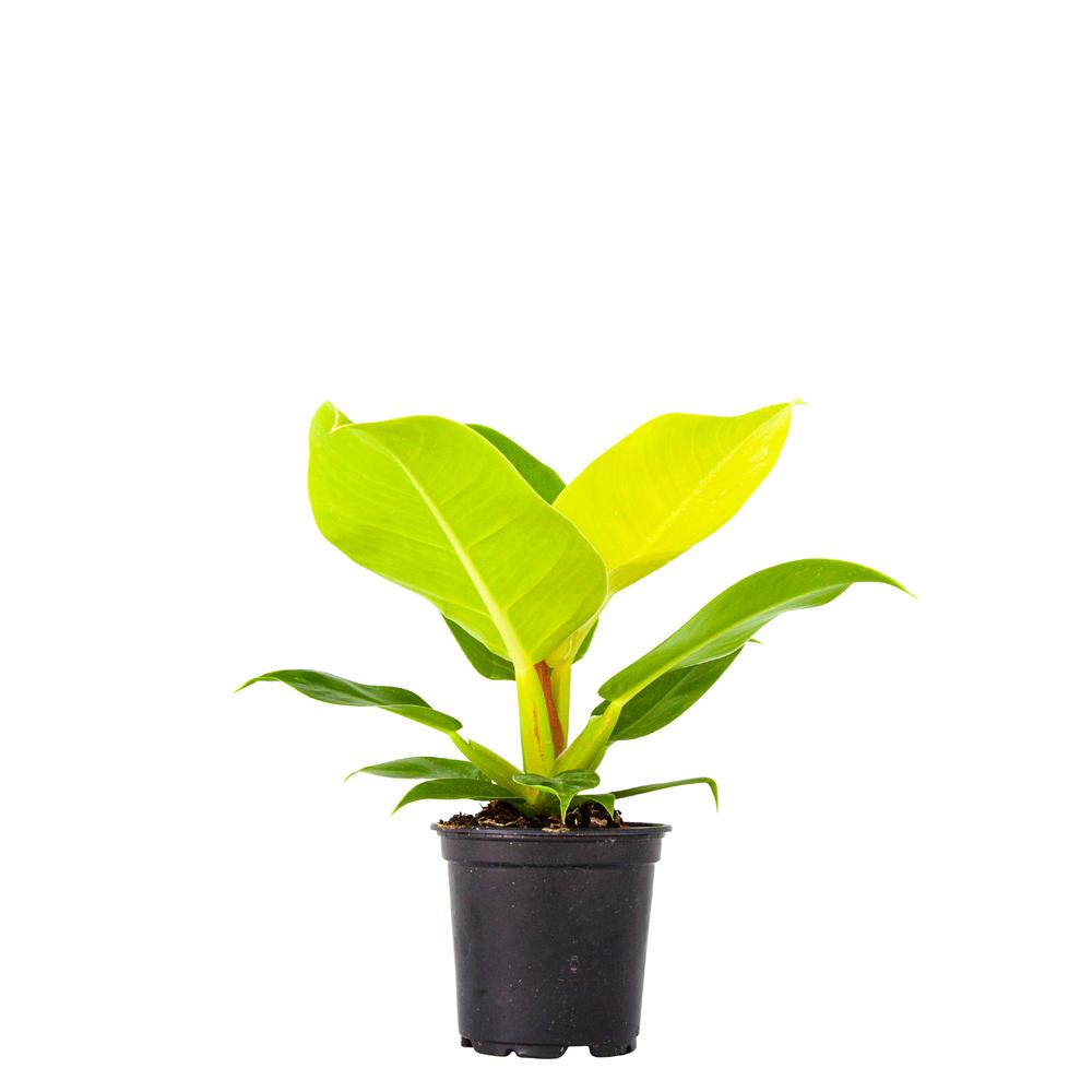 Philodendron 'Moonlight'
