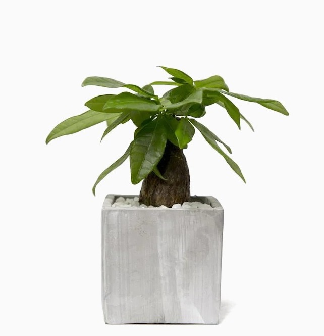 Pachira 'Madagascar Monolith'