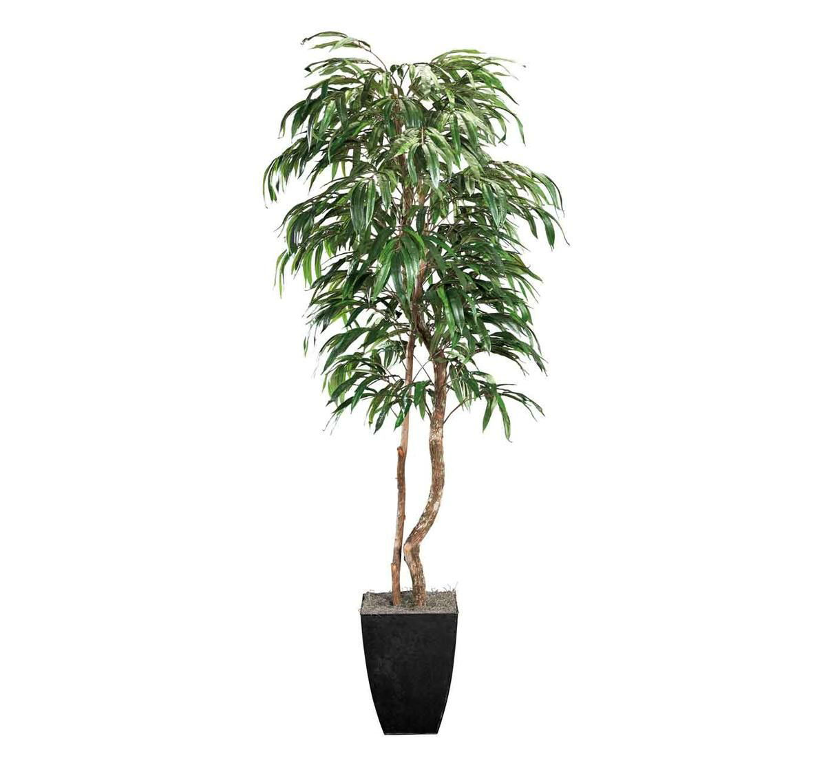 Ficus benjamina 'Weeping Fig'