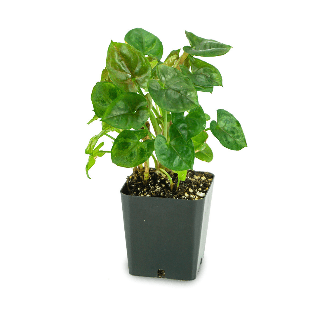 Syngonium Podophyllum 'Candy'