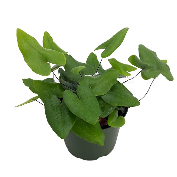 Hemionitis arifolia 'Floating Heart Fern'