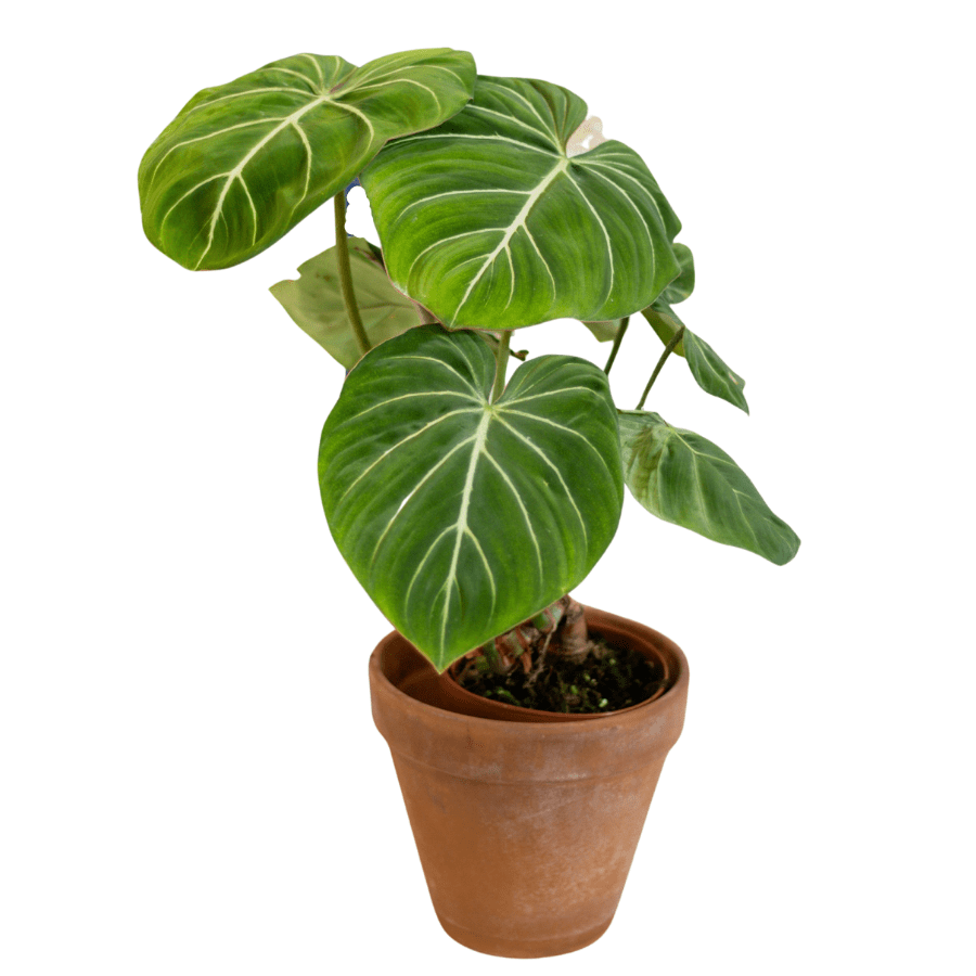 Philodendron gloriosum