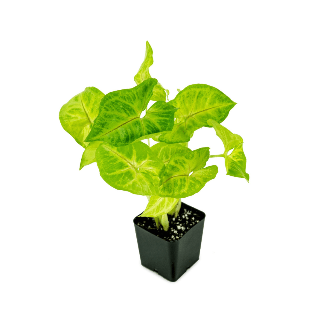 Syngonium Podophyllum 'Golden'