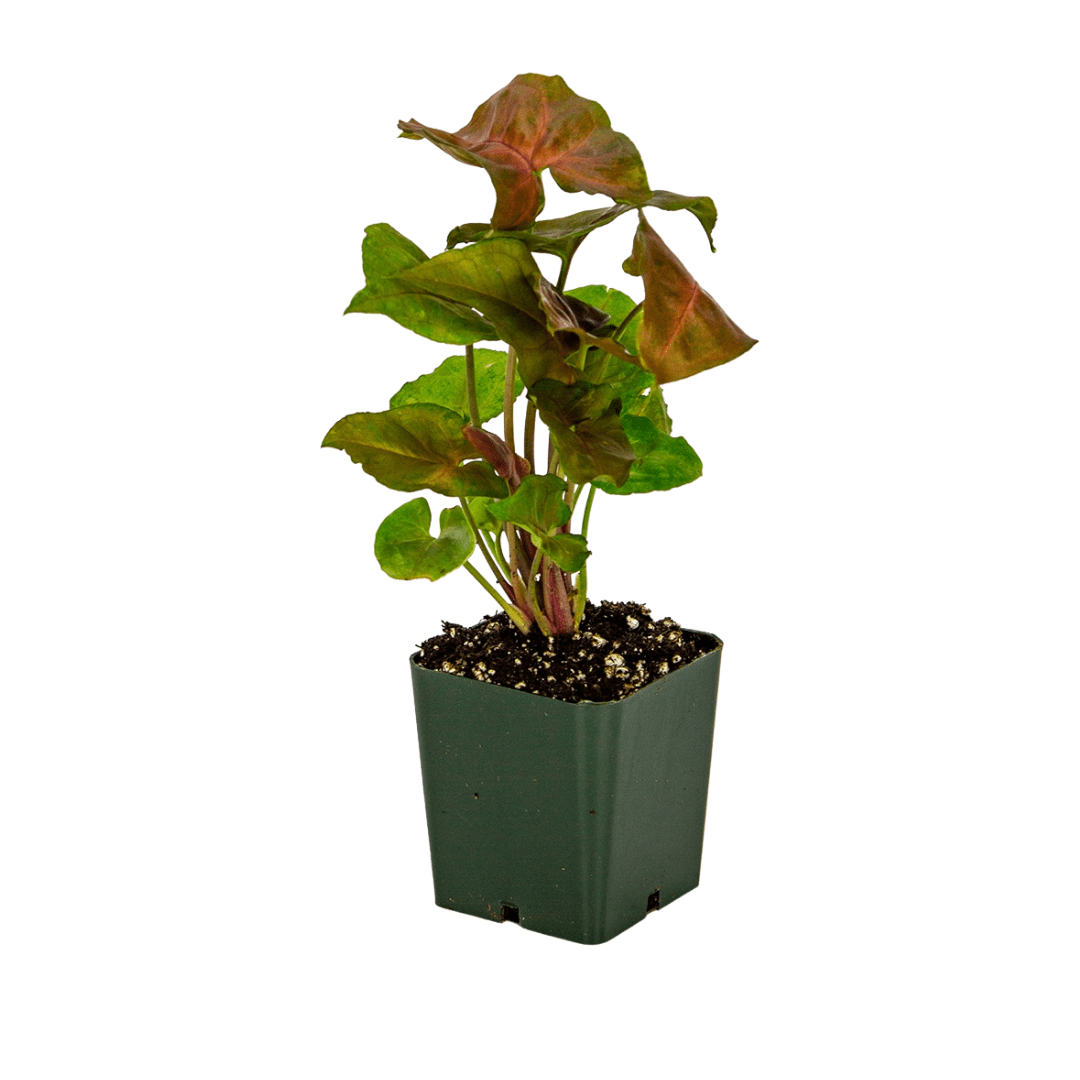 Syngonium Podophyllum 'Maria Allusion'