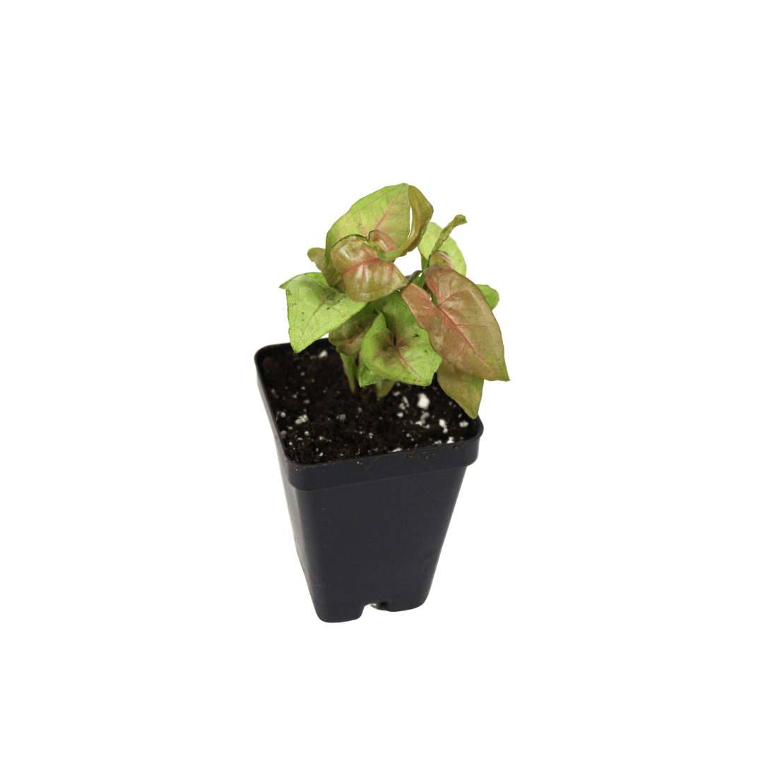 Syngonium Podophyllum 'Neon Robusta'