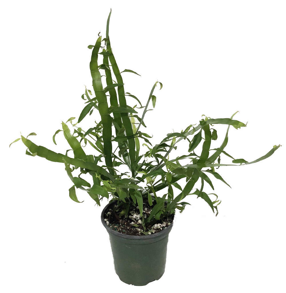 Homalocladium platycladium 'Ribbon Plant'