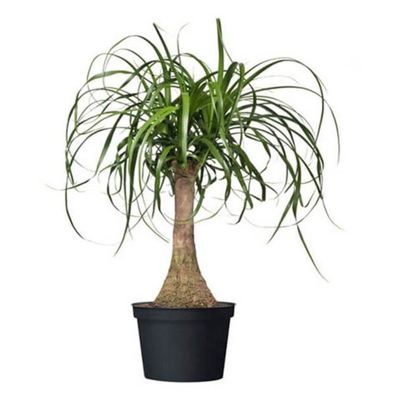 Ponytail Palm Tree