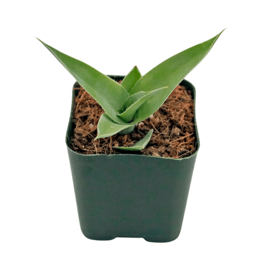 Agave vilmoriniana 'Octopus Agave'