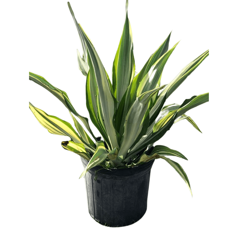 Furcraea foetida 'Variegated False Agave'