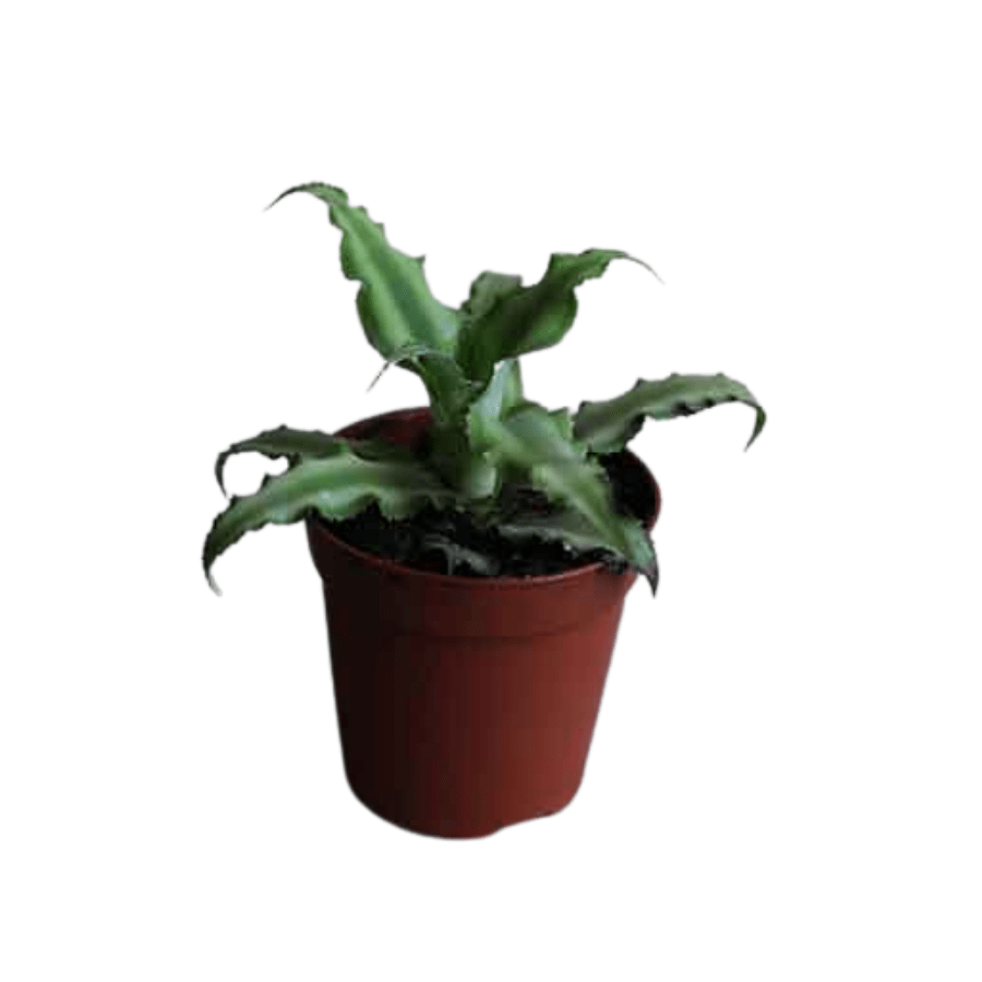 Cryptanthus bivittatus 'Miniature Earth Star' (Green)