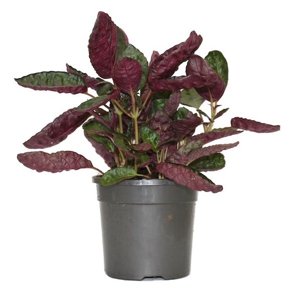 Hemigraphis alternata 'Purple Waffle'