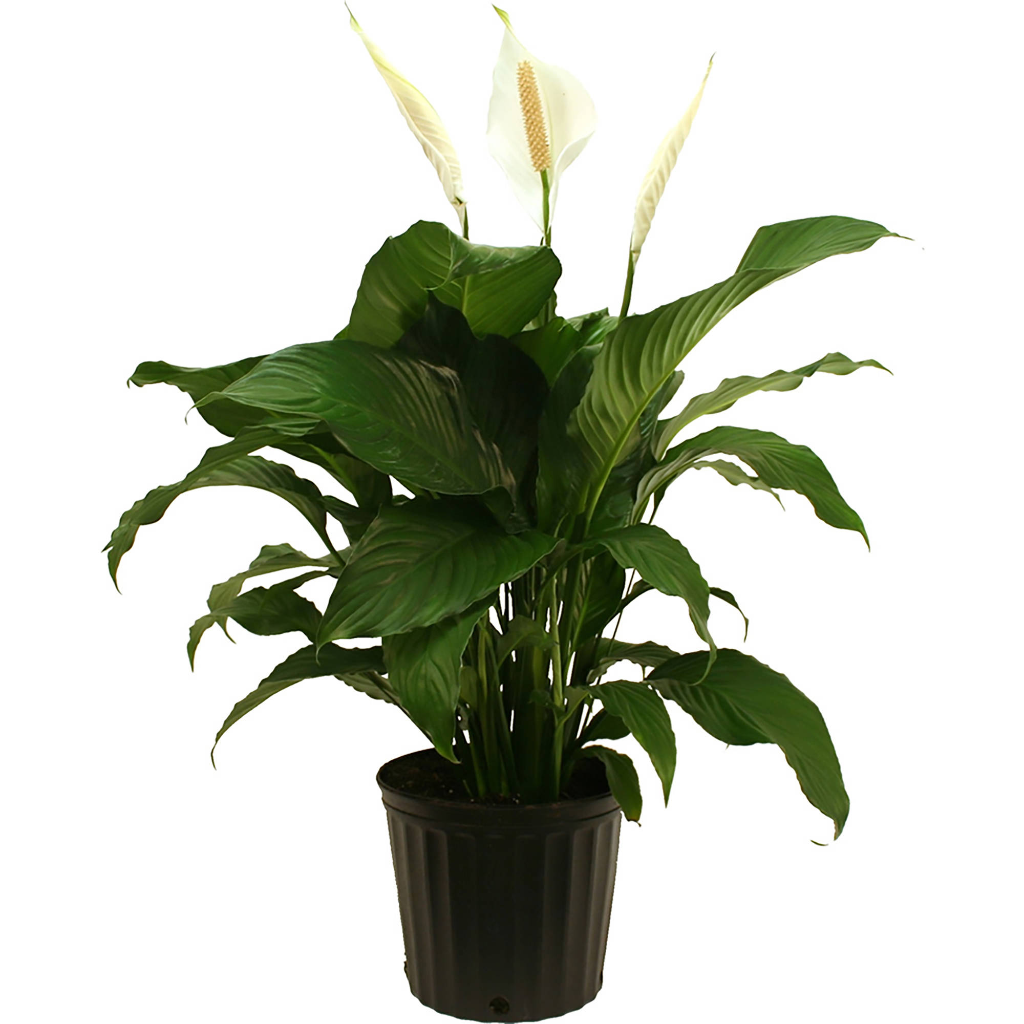 White Peace Lily
