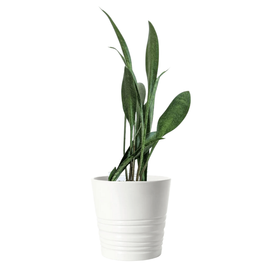 Sansevieria concinna 'Spoon Leaf'