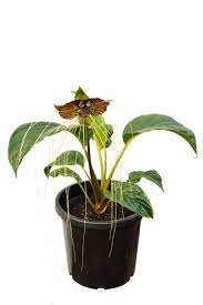 Tacca chantrieri 'Nivea' (White Bat Flower)