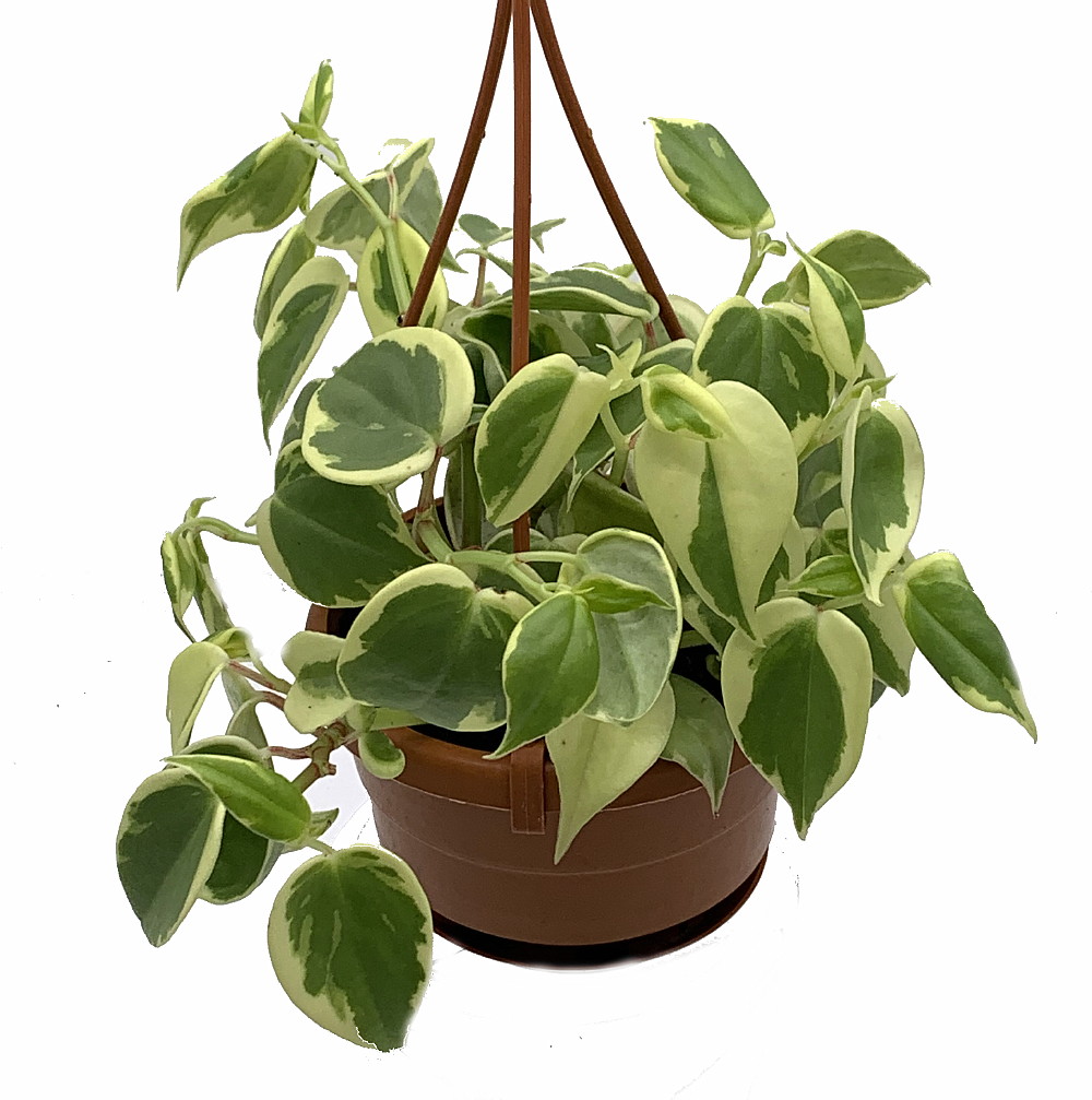 Peperomia scandens 'Cupid Variegata'