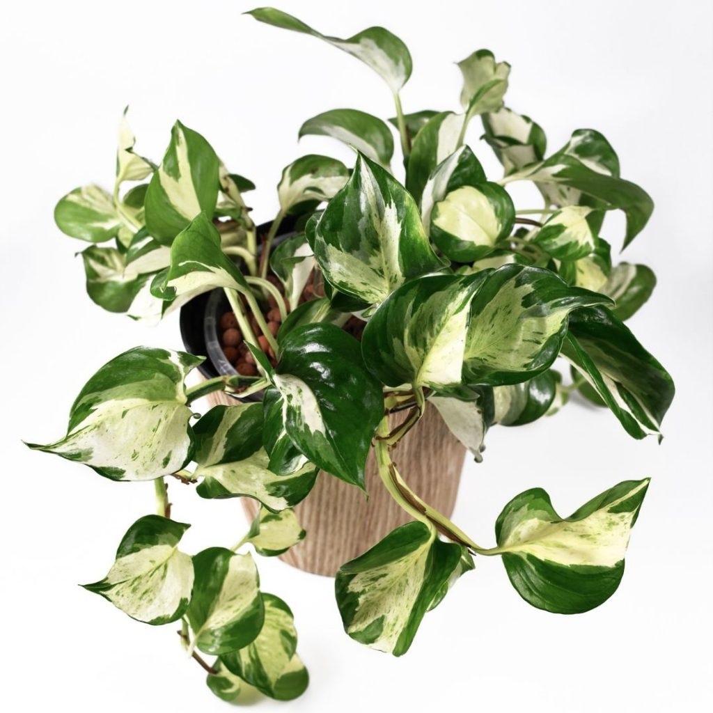 Pothos 'Manjula'