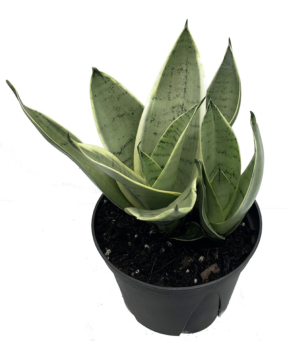 Sansevieria trifasciata 'Night Owl'