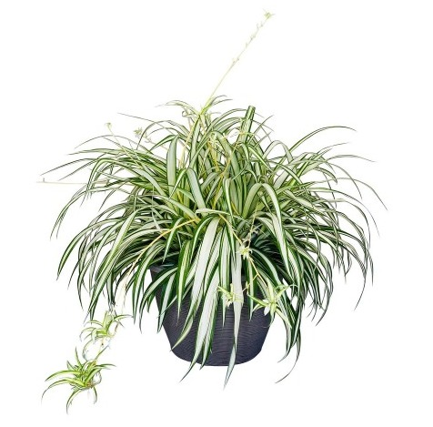 Chlorophytum 'Spider Plant'