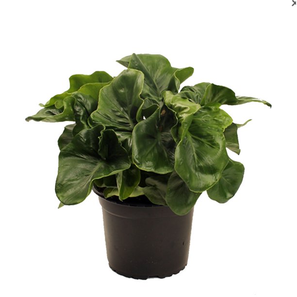 Philodedron selleum 'Atom'
