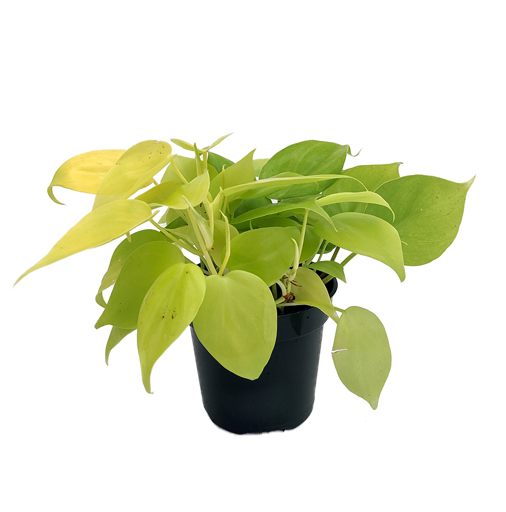 Philodendron 'Lemon Lime' (vining form)