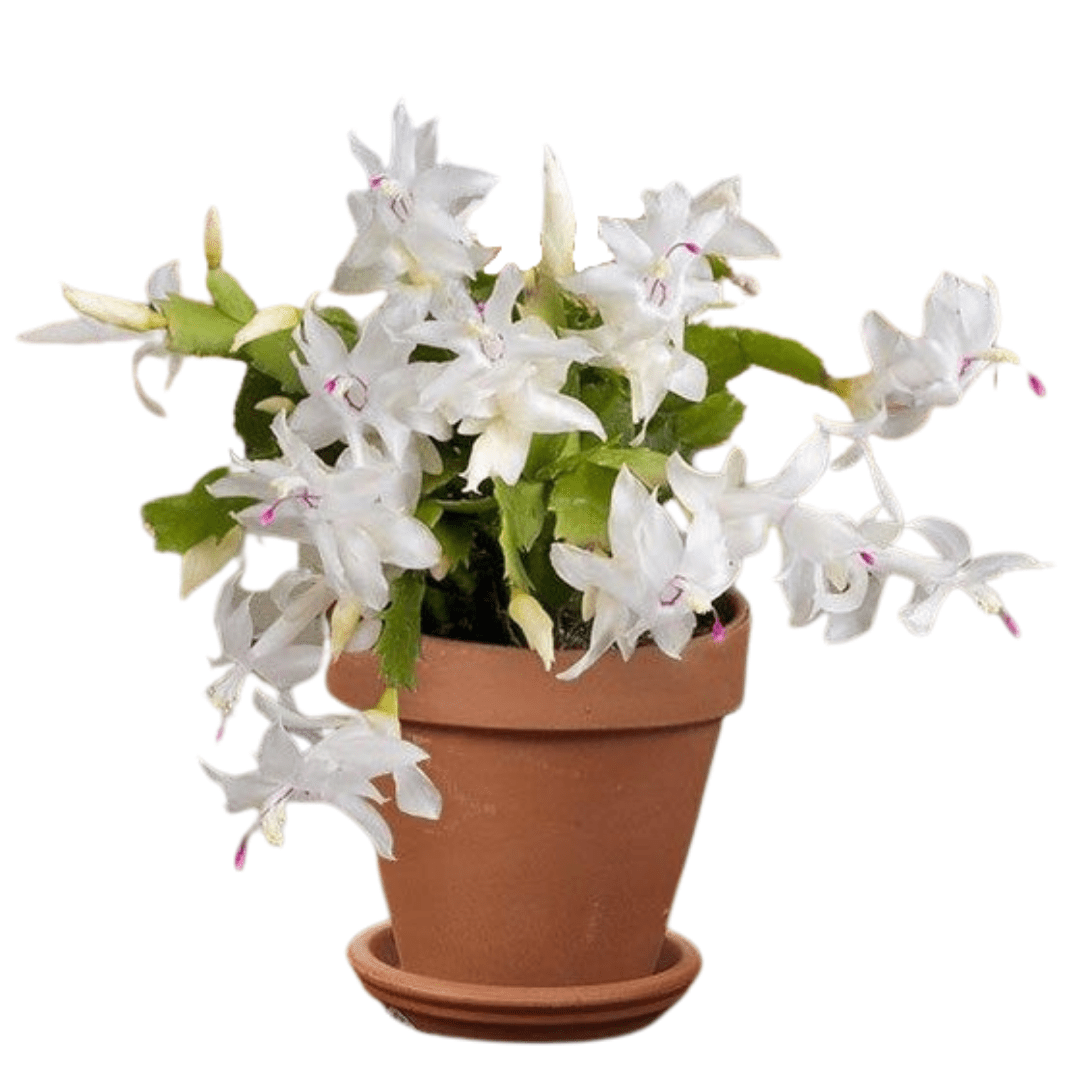Schlumbergera truncata 'White Thanksgiving Cactus'