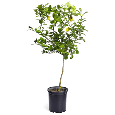 Meyer Lemon Tree